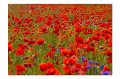 Mohn M 01